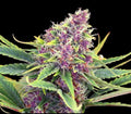 Midnight Plum Auto™