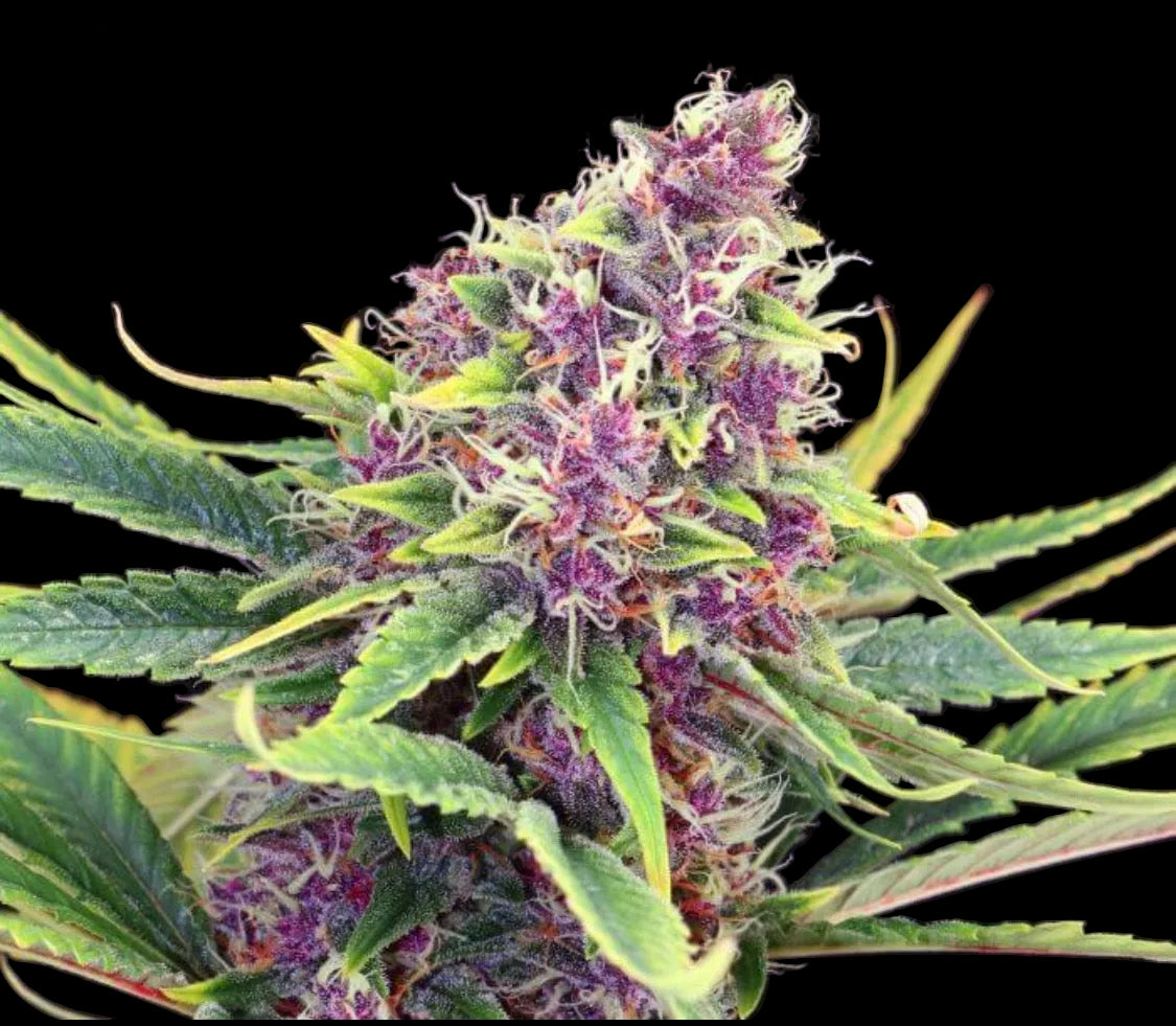 Midnight Plum Auto™