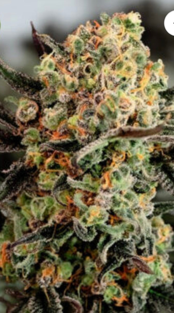 Silverback Cookies Auto – 5 Seeds