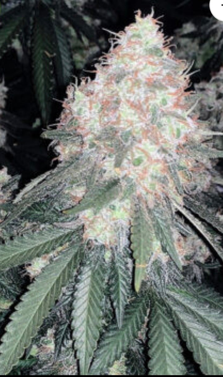 Cherry Mirage Auto – 5 Seeds