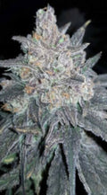Purple Reign Auto – 5 Seeds