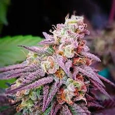 Pink Mirage Auto – 5 Seeds